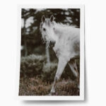 Poster RUSTIC FARMHOUSE HORSE 5