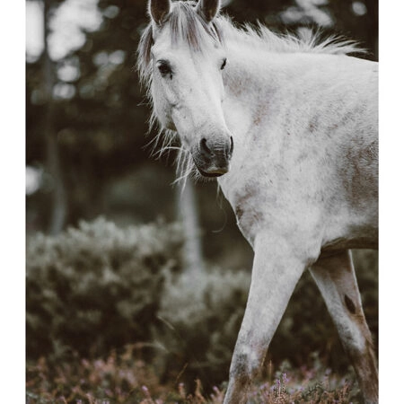 Poster RUSTIC FARMHOUSE HORSE 5 -  Sticky 2