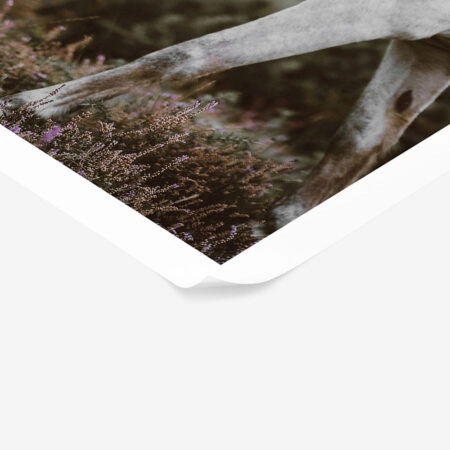 Poster RUSTIC FARMHOUSE HORSE 5 -  Sticky 1