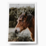 Poster RUSTIC FARMHOUSE HORSE 6