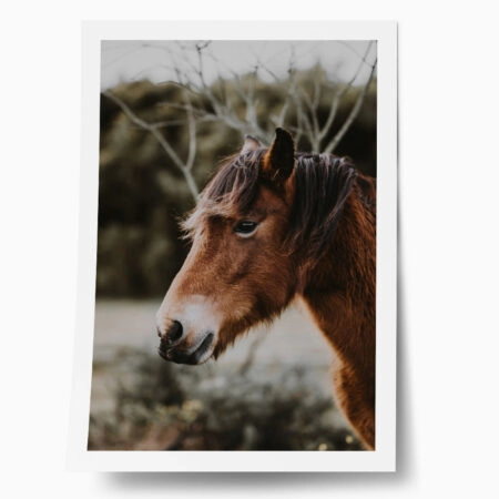 Poster RUSTIC FARMHOUSE HORSE 6 - 