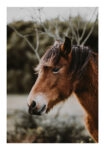 Poster RUSTIC FARMHOUSE HORSE 6