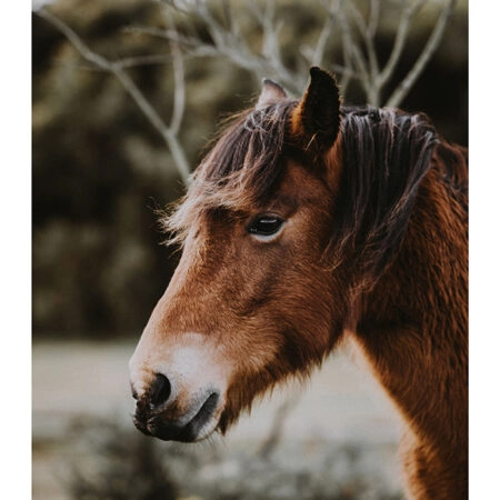 Poster RUSTIC FARMHOUSE HORSE 6 -  Sticky 2