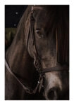 Poster RUSTIC FARMHOUSE HORSE 7
