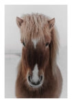 Poster RUSTIC FARMHOUSE HORSE 8
