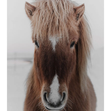 Poster RUSTIC FARMHOUSE HORSE 8 -  Sticky 2