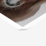 Poster RUSTIC FARMHOUSE HORSE 8