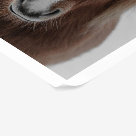 Poster RUSTIC FARMHOUSE HORSE 8 -  Sticky 1