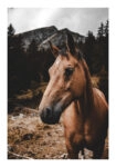 Poster RUSTIC FARMHOUSE HORSE 9