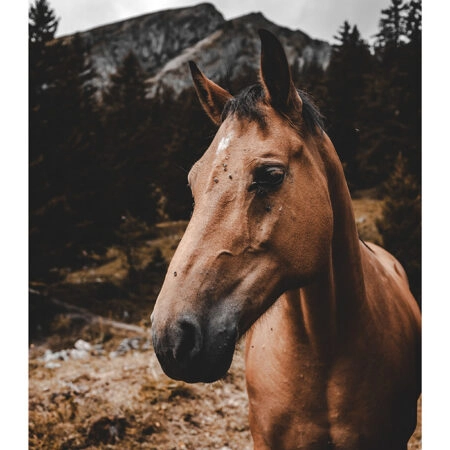Poster RUSTIC FARMHOUSE HORSE 9 -  Sticky 2