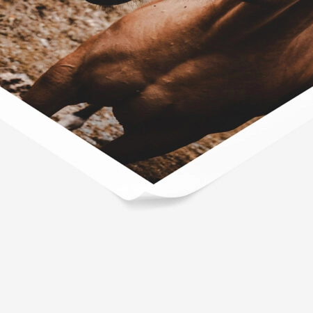 Poster RUSTIC FARMHOUSE HORSE 9 -  Sticky 1