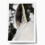 Poster RUSTIC FARMHOUSE HORSE EAR