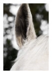 Poster RUSTIC FARMHOUSE HORSE EAR