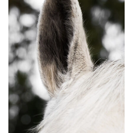 Poster RUSTIC FARMHOUSE HORSE EAR -  Sticky 2