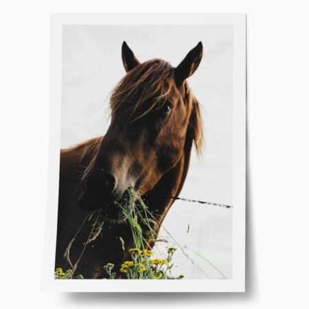 Poster RUSTIC FARMHOUSE HORSE EATING 2 - 