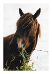 Poster RUSTIC FARMHOUSE HORSE EATING 2