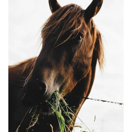 Poster RUSTIC FARMHOUSE HORSE EATING 2 -  Sticky 2