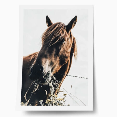Poster RUSTIC FARMHOUSE HORSE EATING - 