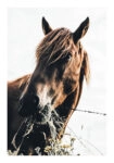 Poster RUSTIC FARMHOUSE HORSE EATING