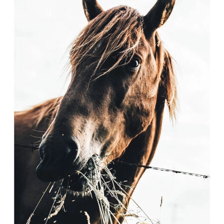 Poster RUSTIC FARMHOUSE HORSE EATING -  Sticky 2