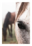 Poster RUSTIC FARMHOUSE HORSE EYE