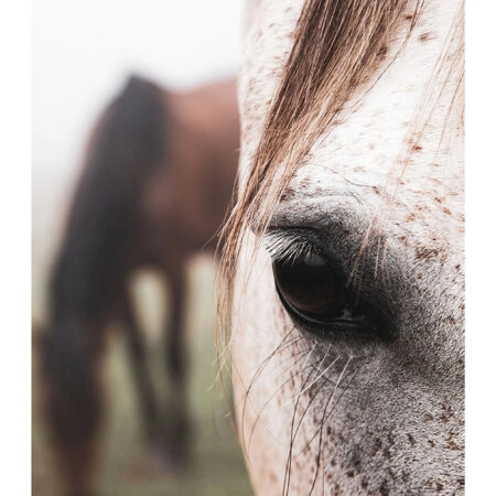 Poster RUSTIC FARMHOUSE HORSE EYE -  Sticky 2