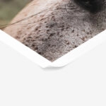 Poster RUSTIC FARMHOUSE HORSE EYE