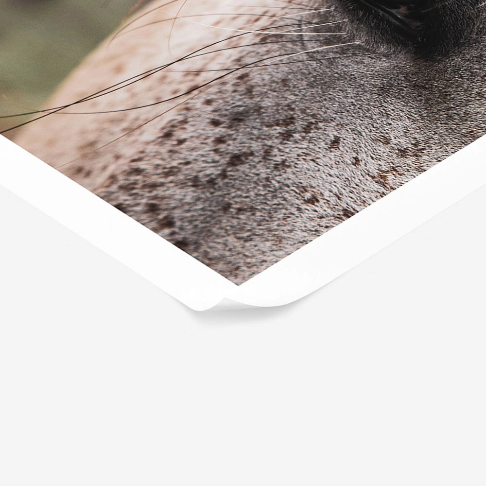 Poster RUSTIC FARMHOUSE HORSE EYE