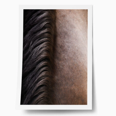 Poster RUSTIC FARMHOUSE HORSE HAIR - 