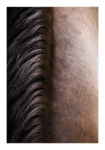 Poster RUSTIC FARMHOUSE HORSE HAIR