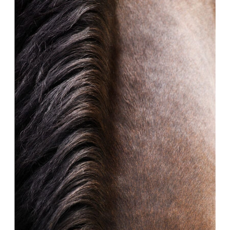 Poster RUSTIC FARMHOUSE HORSE HAIR -  Sticky 2
