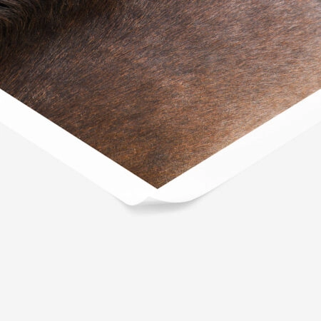 Poster RUSTIC FARMHOUSE HORSE HAIR -  Sticky 1
