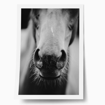 Poster RUSTIC FARMHOUSE HORSE MOUTH - 