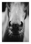 Poster RUSTIC FARMHOUSE HORSE MOUTH