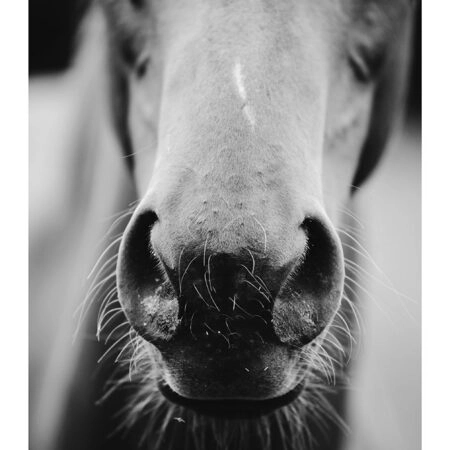 Poster RUSTIC FARMHOUSE HORSE MOUTH -  Sticky 2