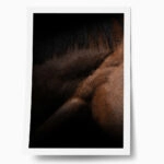 Poster RUSTIC FARMHOUSE HORSE MUSCLE