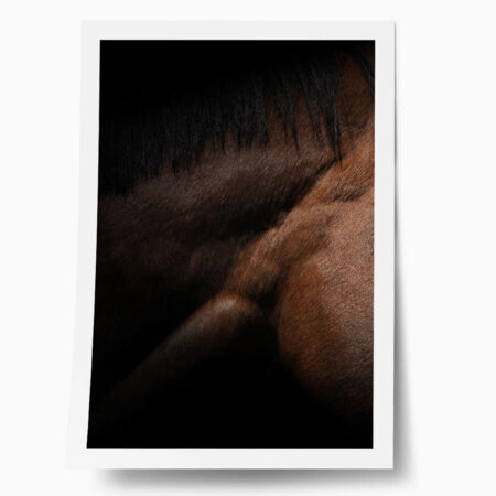 Poster RUSTIC FARMHOUSE HORSE MUSCLE - 