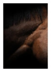 Poster RUSTIC FARMHOUSE HORSE MUSCLE