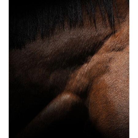 Poster RUSTIC FARMHOUSE HORSE MUSCLE -  Sticky 2