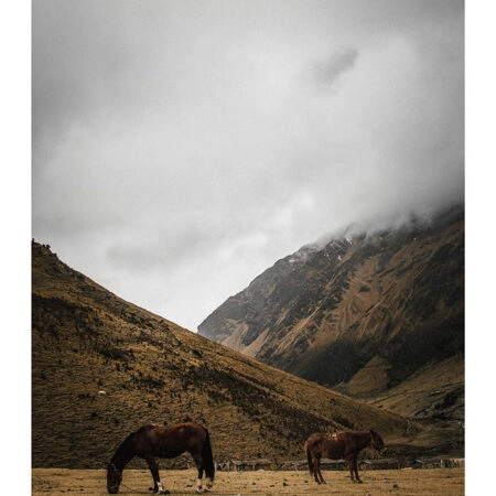 Poster RUSTIC FARMHOUSE HORSES 2 -  Sticky 2