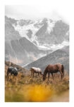 Poster RUSTIC FARMHOUSE HORSES 3