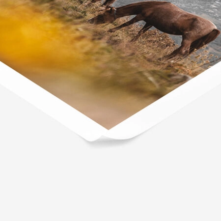 Poster RUSTIC FARMHOUSE HORSES 3 -  Sticky 1