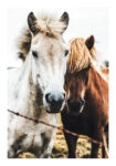 Poster RUSTIC FARMHOUSE HORSES