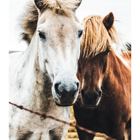 Poster RUSTIC FARMHOUSE HORSES -  Sticky 2