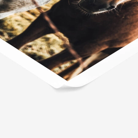 Poster RUSTIC FARMHOUSE HORSES -  Sticky 1