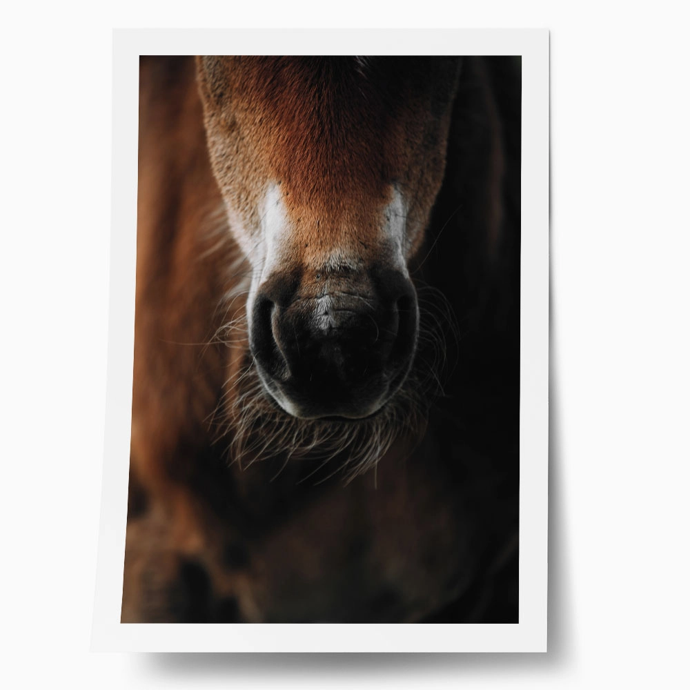 Poster RUSTIC FARMHOUSE HORSE