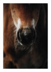 Poster RUSTIC FARMHOUSE HORSE