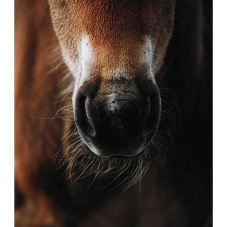 Poster RUSTIC FARMHOUSE HORSE -  Sticky 2