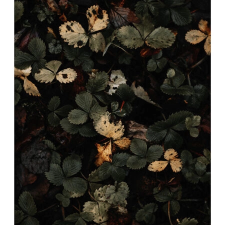 Poster RUSTIC FARMHOUSE LEAVES 2 -  Sticky 2