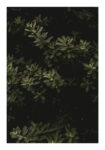 Poster RUSTIC FARMHOUSE LEAVES